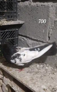 کبوتر