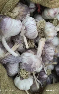 سیر قرمز بذری و مصرفی