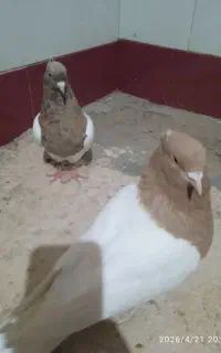 سلام یک جفت طابوسی ویک جفت کله کاکل