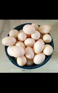 تخم کبوتر،تازه وصحیح وسالم(یخچالی)