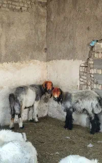 میش. شیشک.  کوه ماده بره قوچ
