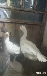 یک جفت غار
