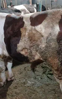 فروش گاو نر ۱۱ ماهه در شاندرمن