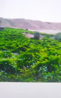 کارگر برای انگور چینی