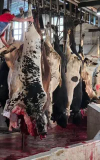 قصاب هستم ذبح دام.سبک وسنگین