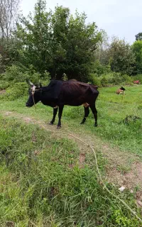 گاو ماده جوان