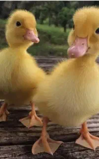 جوجه اردک