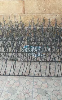 حفاظ شاخ گوزنی