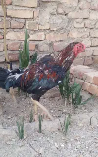 مرغ خروس