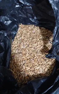 شلتوک