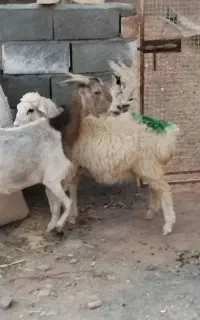 یک عددبز دورگ سانن جوان خیلی شیرا با یک بره ماده
