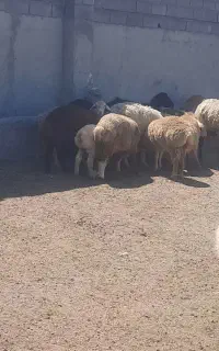 گوسفند داشتی