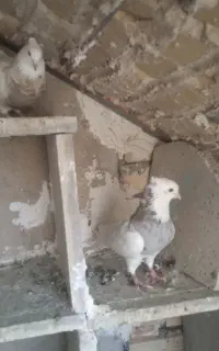 کبوتر طوقی خالدار