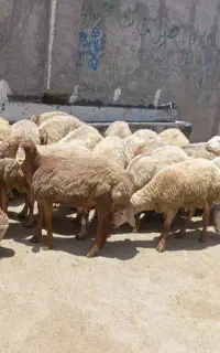 قدیمی ترین گوسفند فروشی در کرج و مناطق اطراف