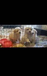 واگذاری توله اورجینال پامرانین