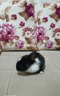 خرگوش