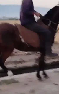 مادیان اصیل لری