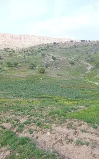 کارگر دارم برا نیش زدن آماده شراکت اکیپ کامل ماهر