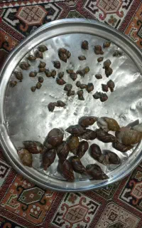 حلزون های سوپر مولد