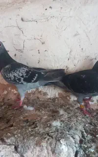 کبوتر