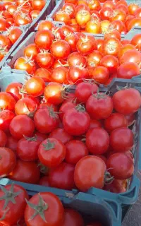 همکاری گوجه در میدان تره بار