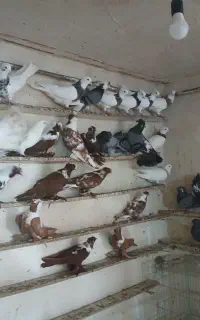 کفتر گیلانده