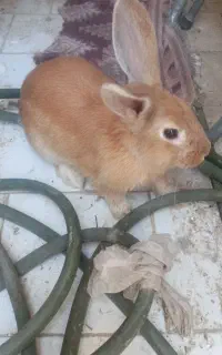 خرگوش