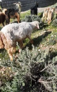 ۲ عدد قوچ بختیاری جوان دو ساله
