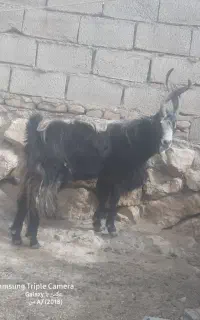 نربز ۲ ساله
