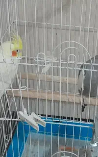 عروس هلندی