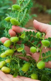 نیاز به کارگر  برای برداشت نخود،آلبالو ،و سرویس