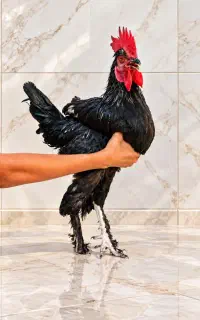 جوجه  اصیل ایرانی