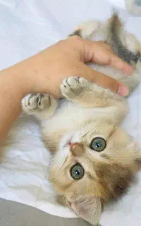 گربه اسکاتیش فولد و ...