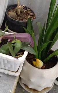 گل نو بخاطر جابجایی 5 گل و گیاه