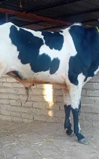 جوانه دورگ نر ۲۲۰ کیلو قلمدار ودرشت و  گاو گوساله
