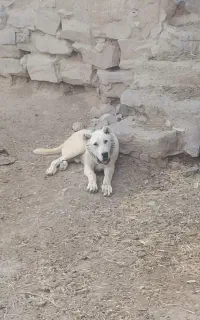 سگ 11ماهه