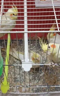 عروس هلندی پدر با سه جوجه لوتینو