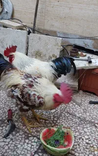 خروس بزرگ یکساله 2عدد3تومن