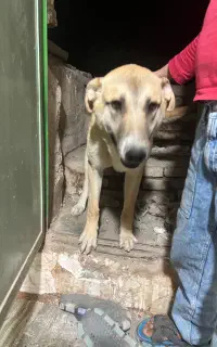 سگ باهوش