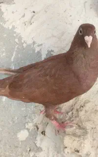 مرغ عشق