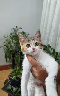 واگذاری گربه ملوس