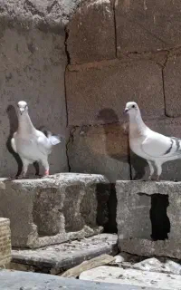 ماده شامی گوک و پلاکی ماده