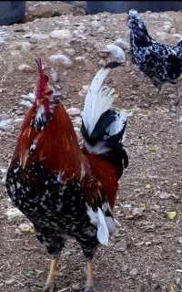 جوجه غاز .مرغ و اردک