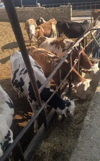 20راس گوسالع ماده سیمینتال قرمز