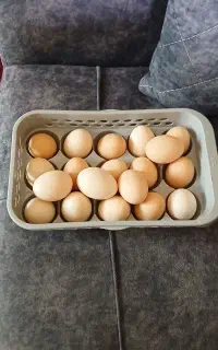 تخم مرغ محلی