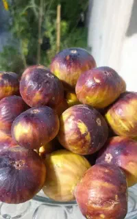 بادام تر و انجیر