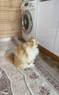 گربه خانگی