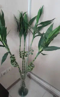 گلدان بامبو