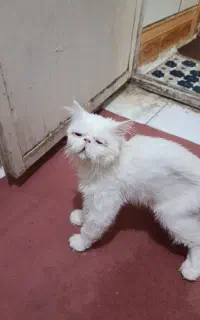 رایگان