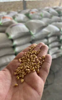 گندم بذری بوجاری شده